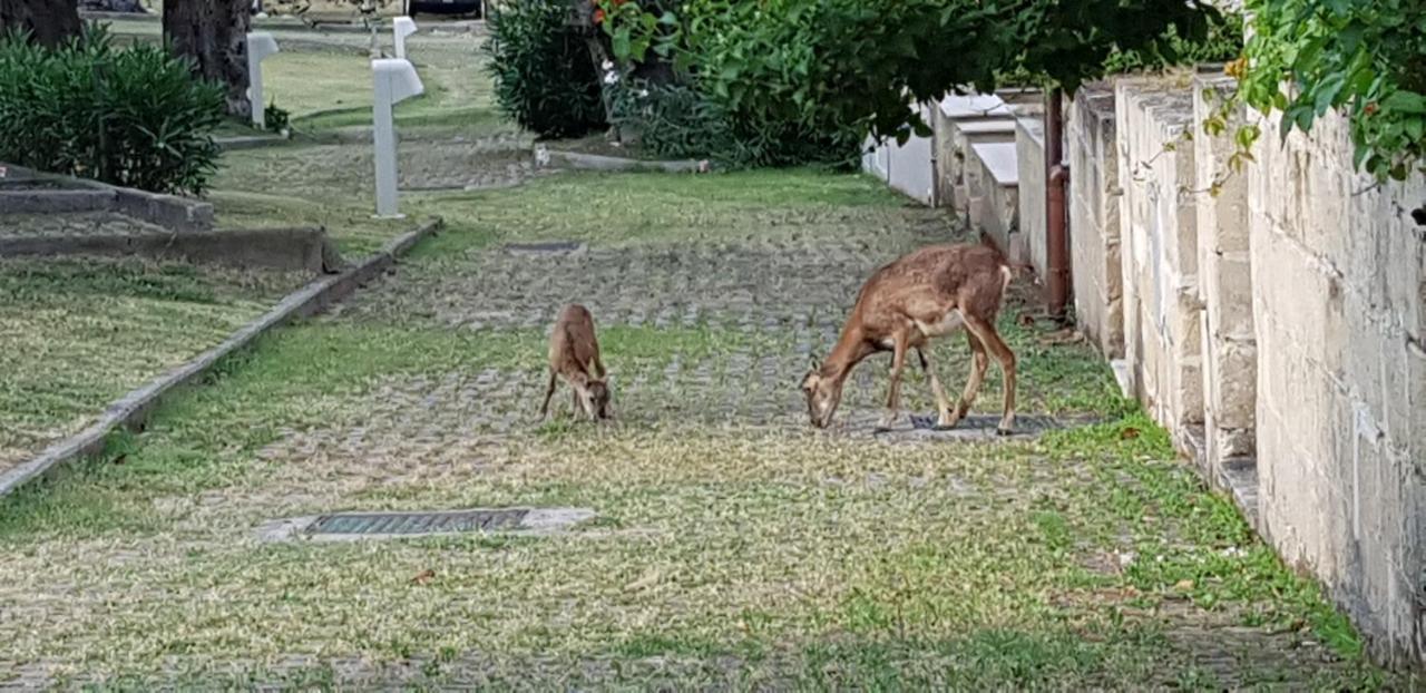 Villetta Roberto Le Macine Di Charme - Pugnochiuso Resort Vieste Zewnętrze zdjęcie